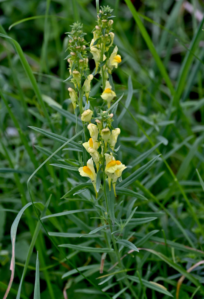Image of Linaria vulgaris specimen.