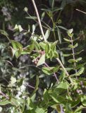 Lonicera implexa
