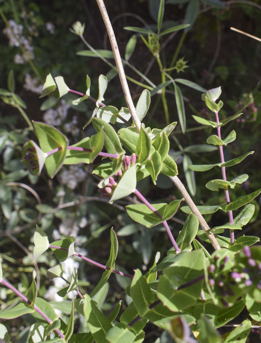 Изображение особи Lonicera implexa.