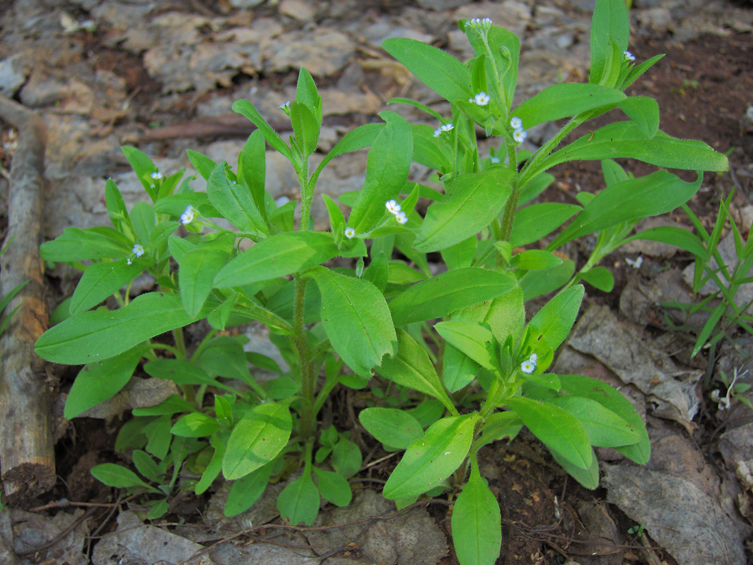 Изображение особи Myosotis sparsiflora.