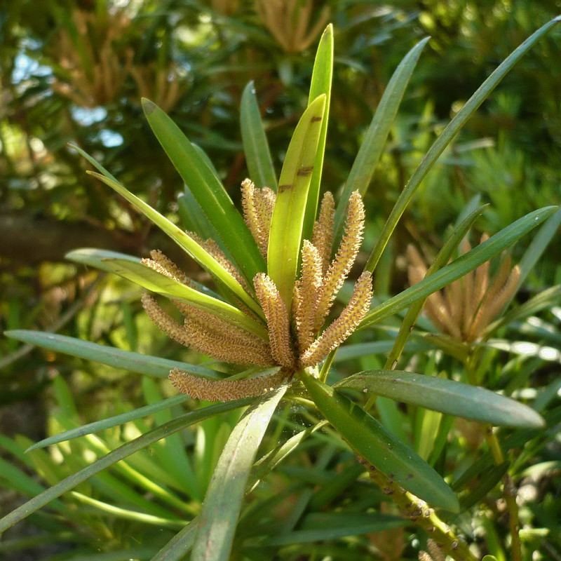 Image of Podocarpus macrophyllus specimen.