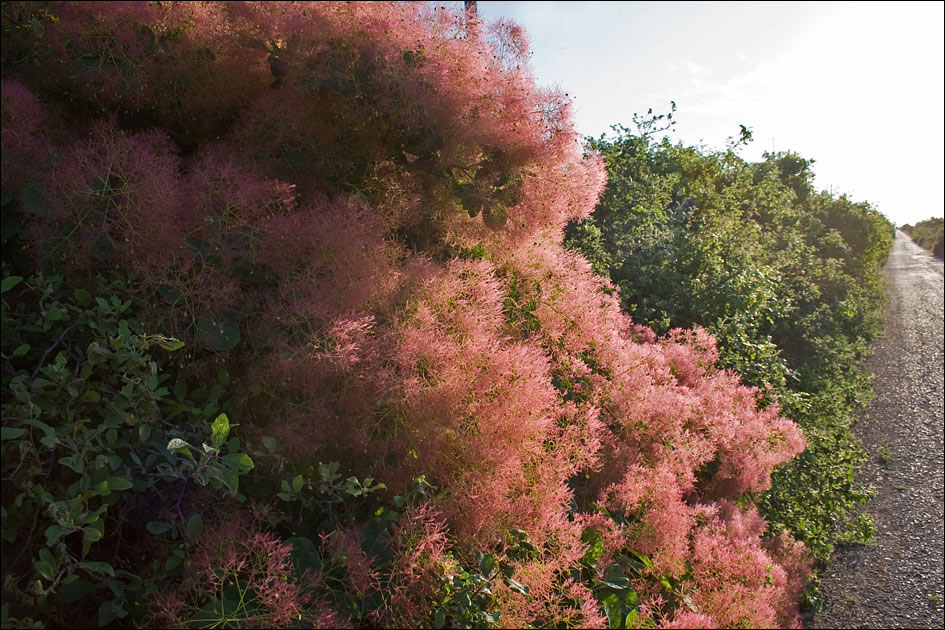 Изображение особи Cotinus coggygria.