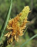 Carex aquatilis