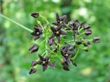 Vincetoxicum scandens