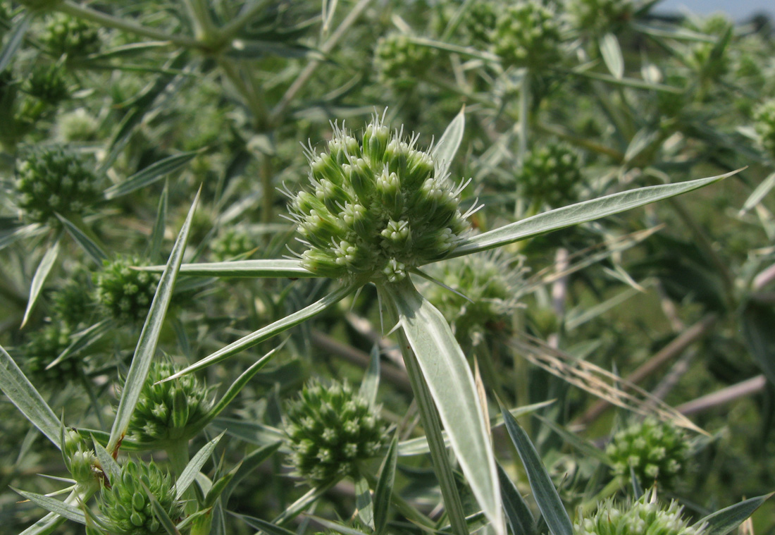 Изображение особи Eryngium campestre.