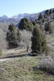 Juniperus seravschanica