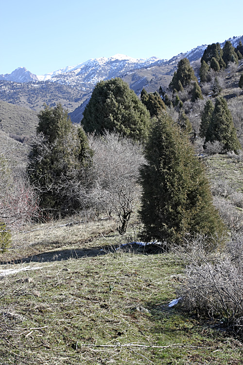 Изображение особи Juniperus seravschanica.