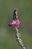 Onobrychis arenaria. Соцветие (Onobrychis ferganica (Sirj.) Grossh.). Южный Казахстан, хр. Боролдайтау, ущ. Кокбулак. 15.05.2008.