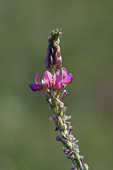 Image of Onobrychis arenaria specimen.