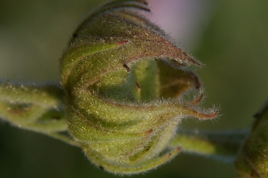 Изображение особи Althaea taurinensis.