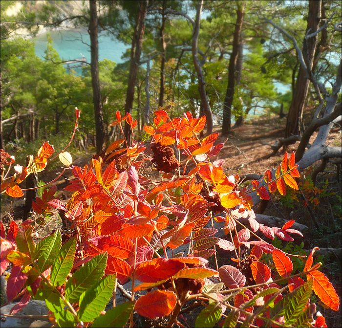 Image of Rhus coriaria specimen.