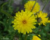 Picris hieracioides. Центральная часть общего соцветия. Украина, Киев, Южная Борщаговка, ул. Булгакова. 2 июля 2011 г.