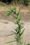 Artemisia verlotiorum. Верхняя часть расцветающего растения. Южный Берег Крыма, пос. Никита. 19 сентября 2011 г.