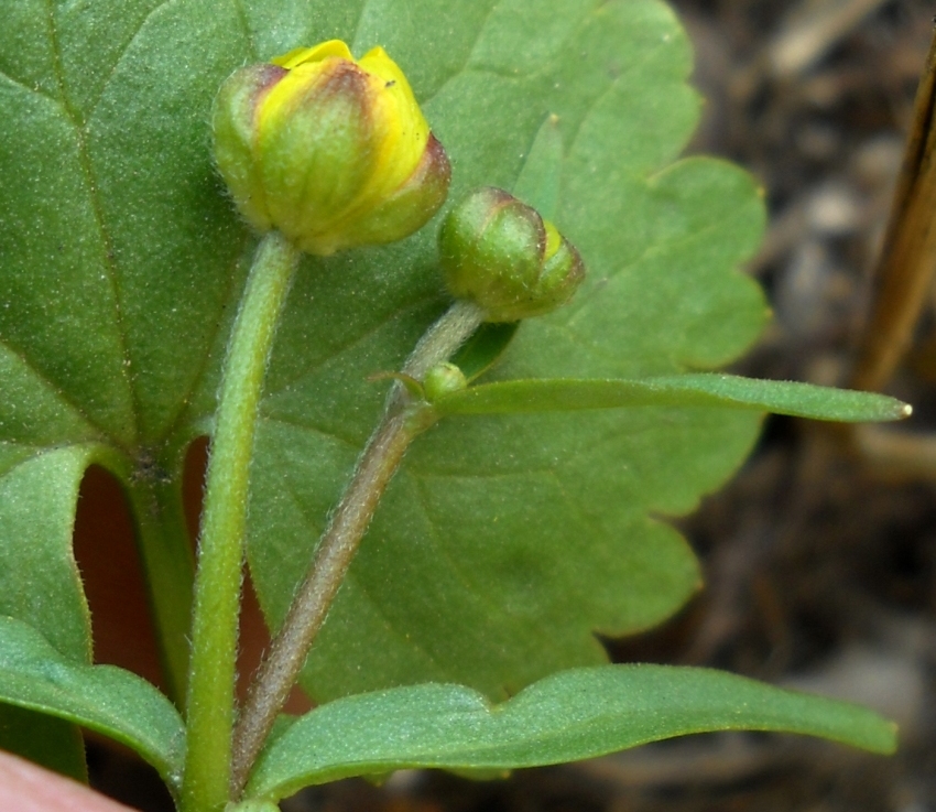 Image of genus Ranunculus specimen.