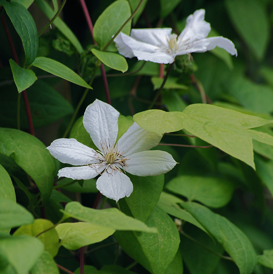 Изображение особи род Clematis.