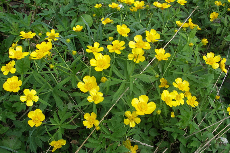 Image of Ranunculus cassubicus specimen.