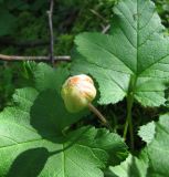 Rubus chamaemorus. Развивающийся (незрелый ) плод. Ярославская обл., Некоузский р-н, окр. д. Кашеварка, облесенное сфагновое болото. 23.06.2011.