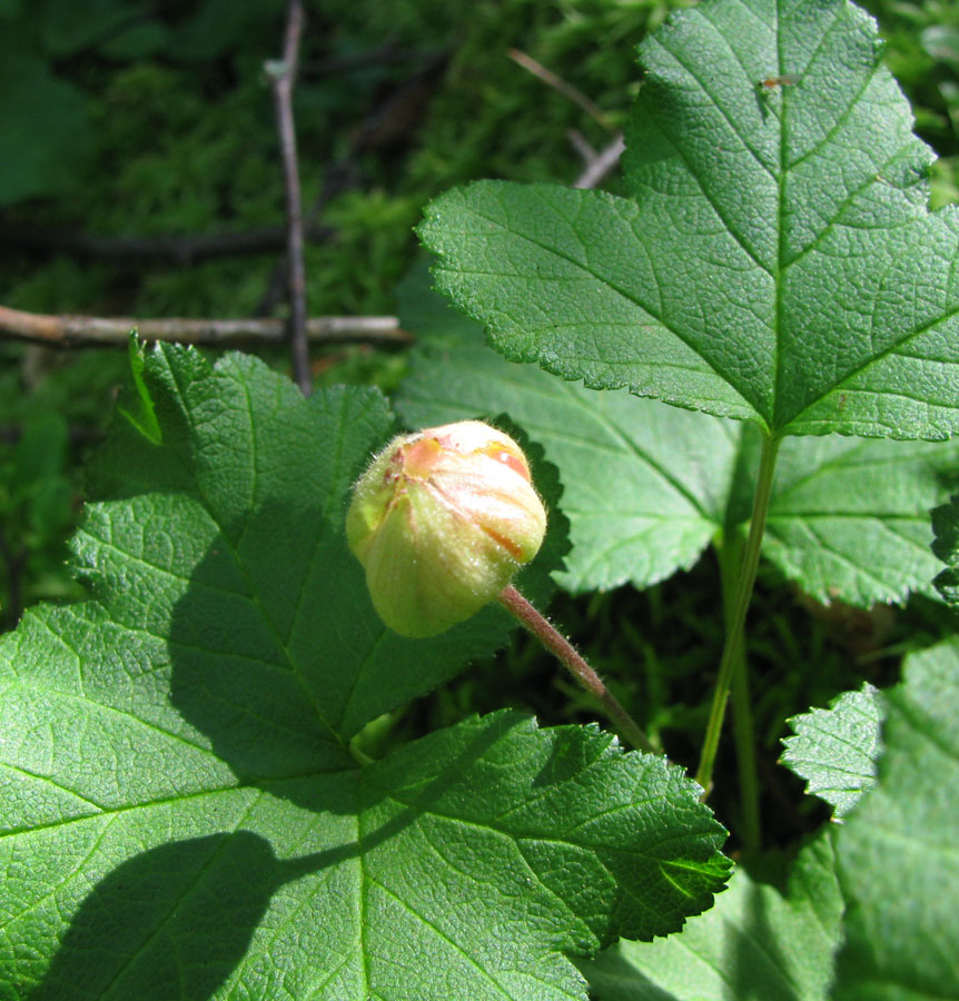 Изображение особи Rubus chamaemorus.