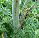 Conium maculatum. Часть стебля (хорошо видны красноватые пятна). Чувашия, окрестности г. Шумерля, д. Подборное. 19 июня 2007 г.