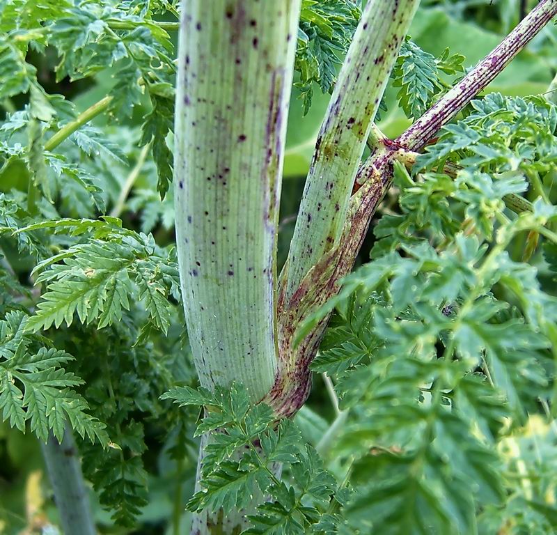 Image of Conium maculatum specimen.