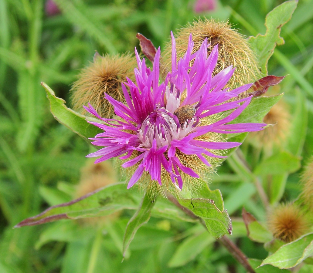 Изображение особи Centaurea trichocephala.