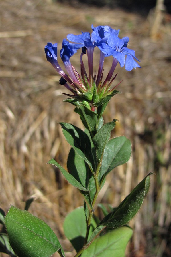 Image of Ceratostigma willmottianum specimen.