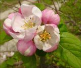 Malus orientalis. Соцветие. Черноморское побережье Кавказа, Новороссийск, у мыса Шесхарис, у обочины грунтовой дороги. Апрель 2009 г.