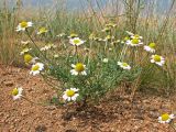 Anthemis ruthenica