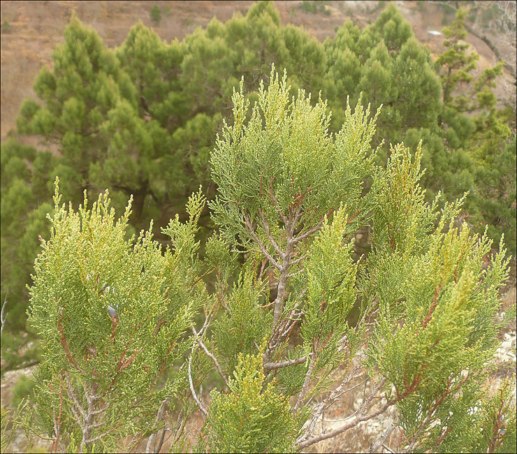 Изображение особи Juniperus excelsa.