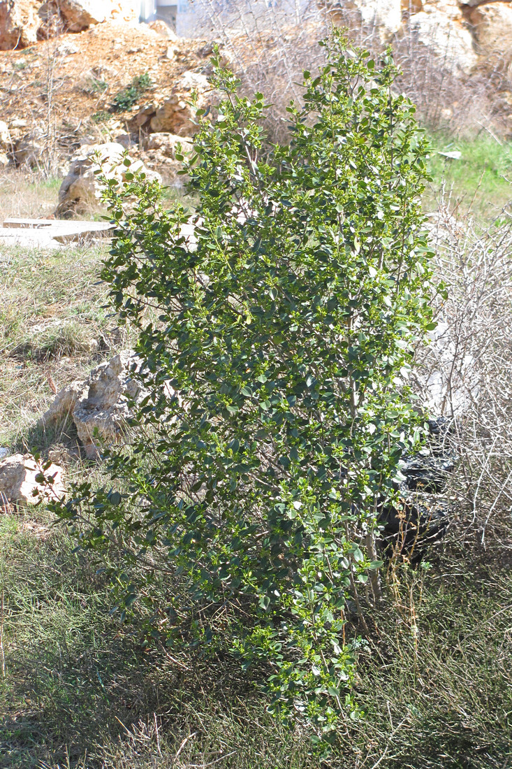 Image of Rhamnus alaternus specimen.