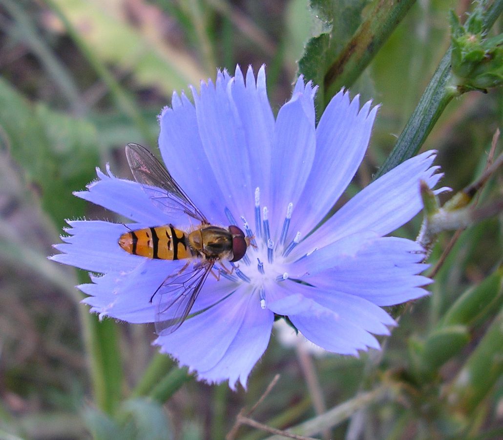 Image of Cichorium intybus specimen.