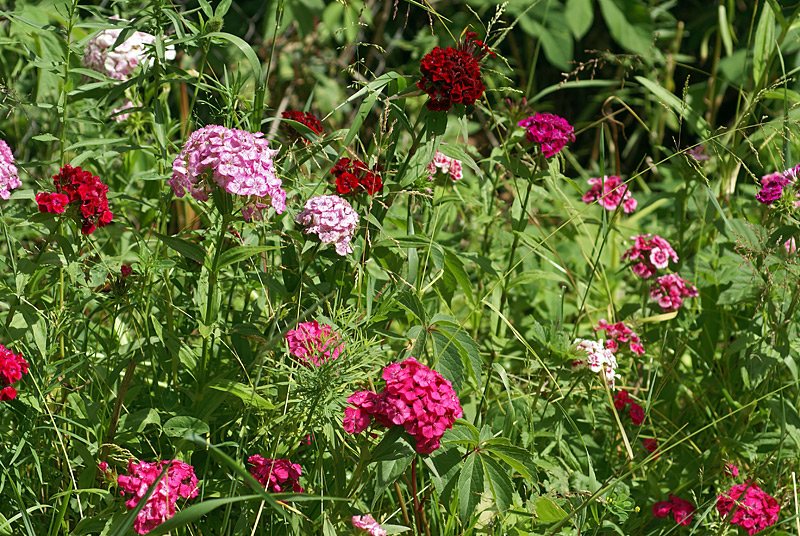 Изображение особи Dianthus barbatus.