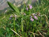 Pedicularis verticillata. Цветущее растение на сыром лугу на морене. Хабаровский край, хр. Баджал, верховья руч. Длинного (лев. приток р. Урми-Макит). 30.06.2008.