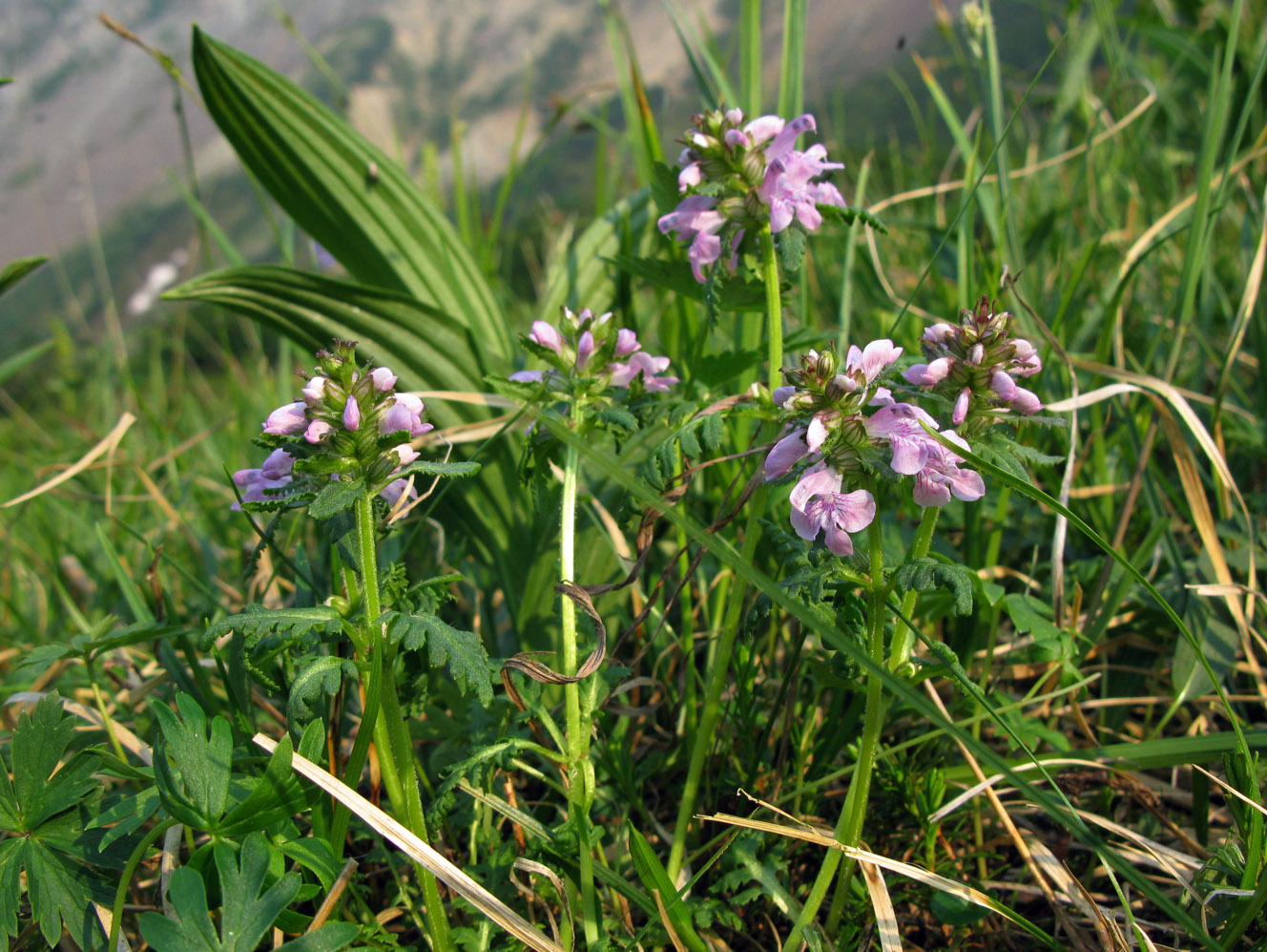 Изображение особи Pedicularis verticillata.