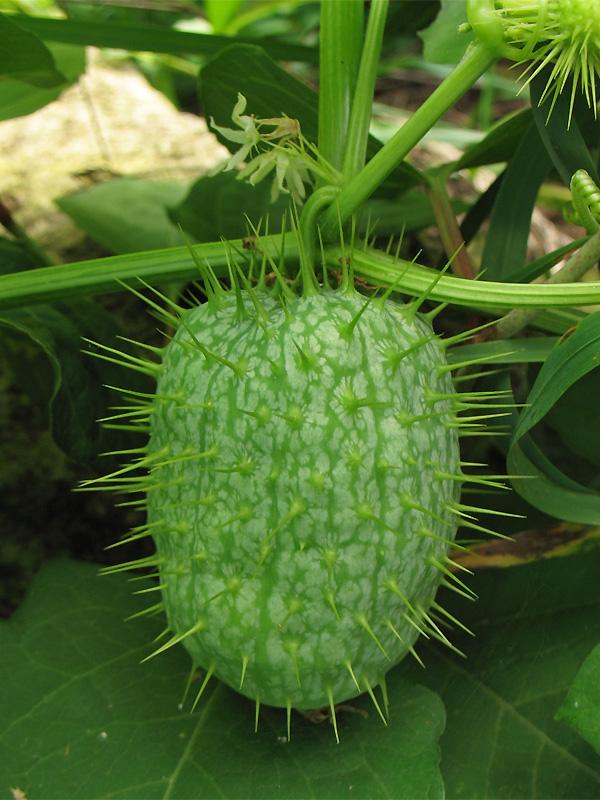 Image of Echinocystis lobata specimen.