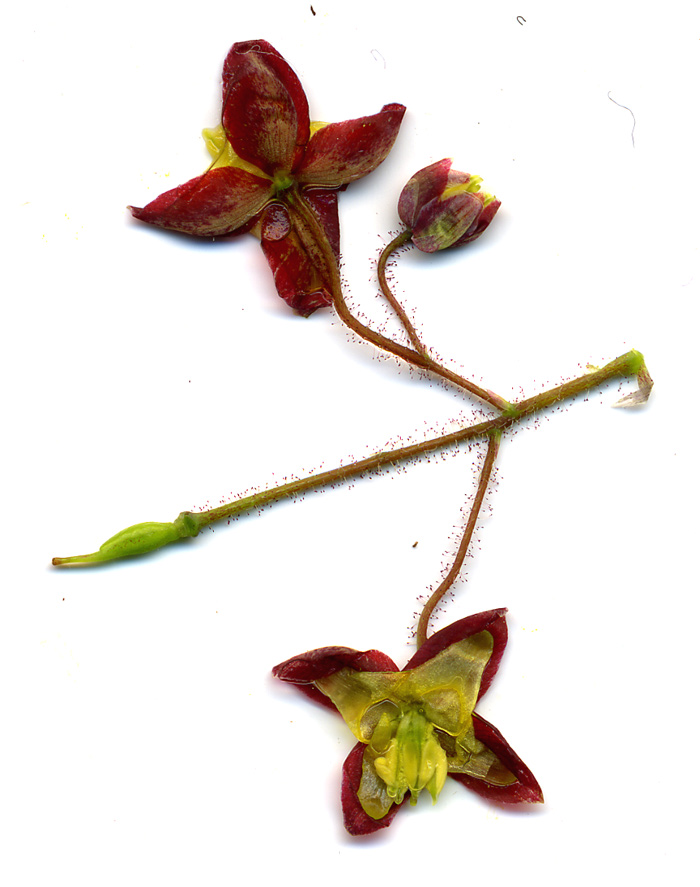 Изображение особи Epimedium alpinum.