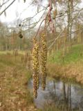 Alnus incana. Верхушка ветви с мужскими и женскими соцветиями. Нидерланды, провинция Groningen, Haren, на берегу небольшой протоки. 1 марта 2009 г.