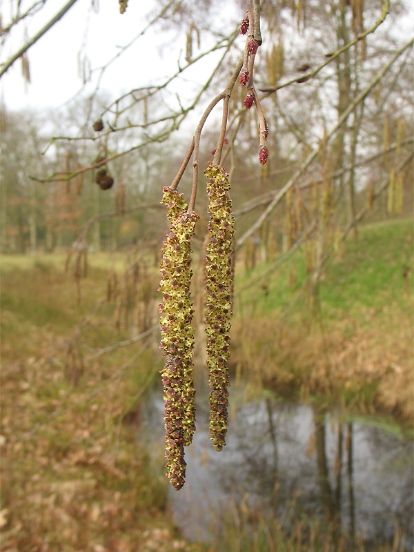 Image of Alnus incana specimen.