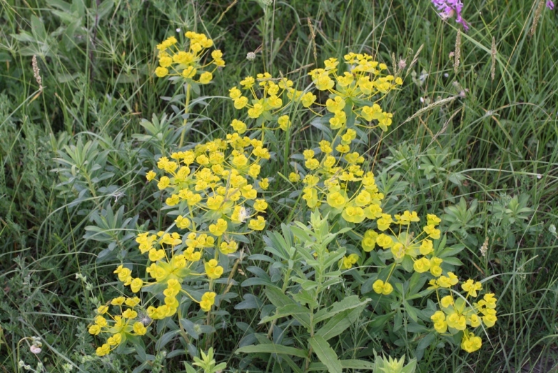 Image of Euphorbia stepposa specimen.