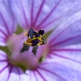 Erodium gruinum