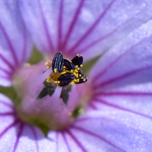 Изображение особи Erodium gruinum.