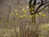 Rhododendron luteum