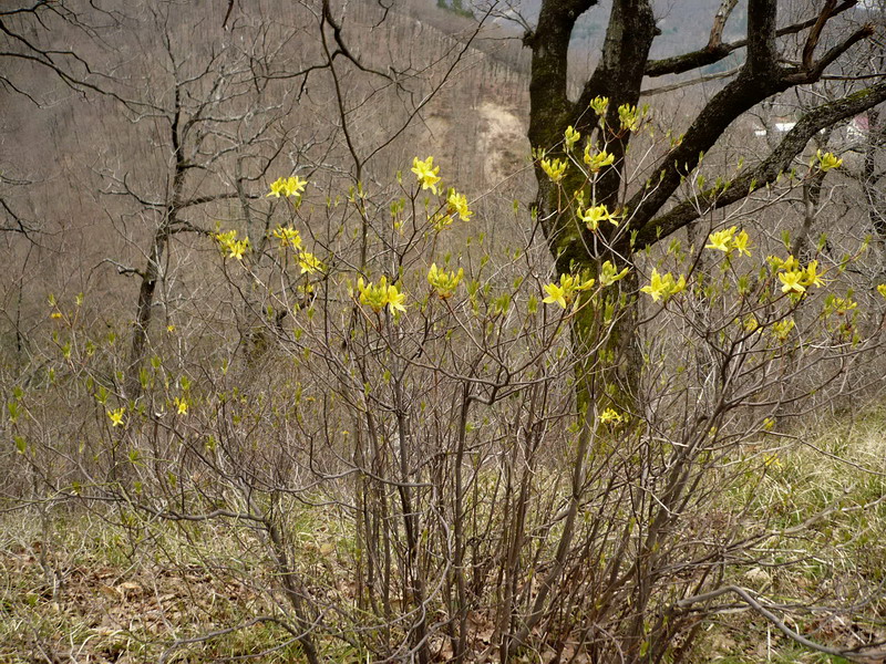 Изображение особи Rhododendron luteum.