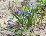 Scilla siberica