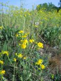 View full-size image Senecio vernalis