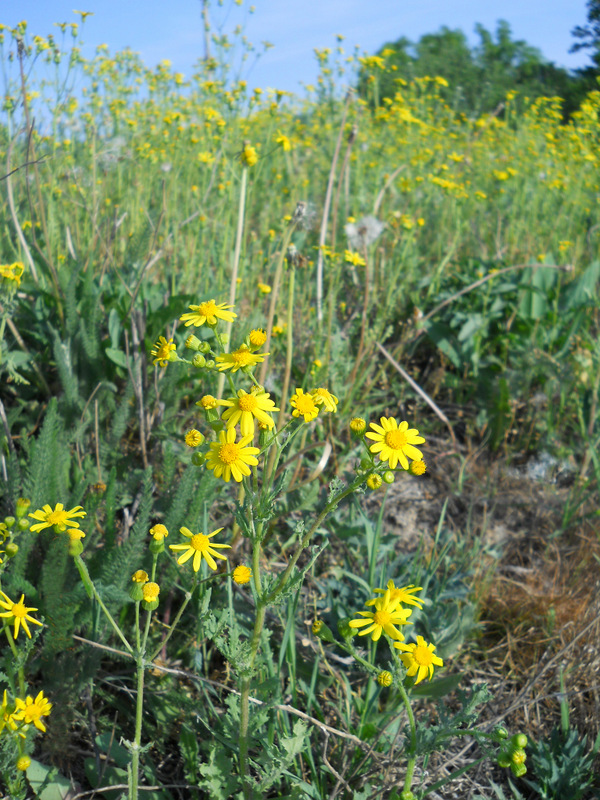 Image of Senecio vernalis specimen.