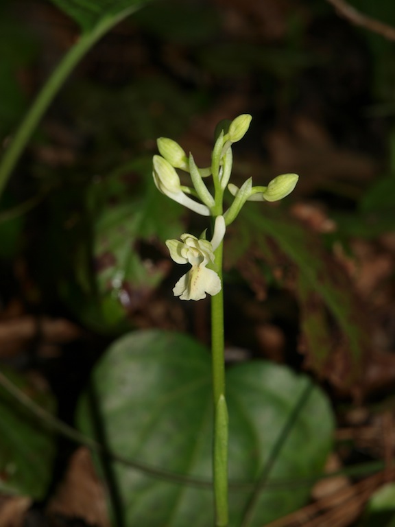 Image of Orchis provincialis specimen.