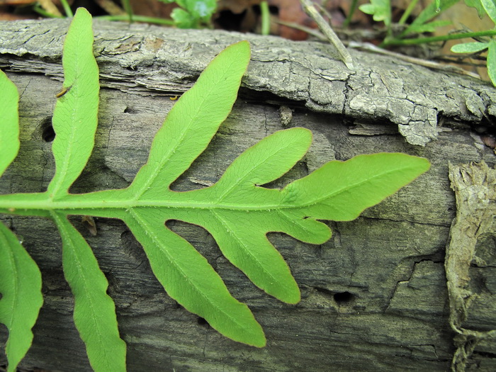 Изображение особи Onoclea sensibilis.