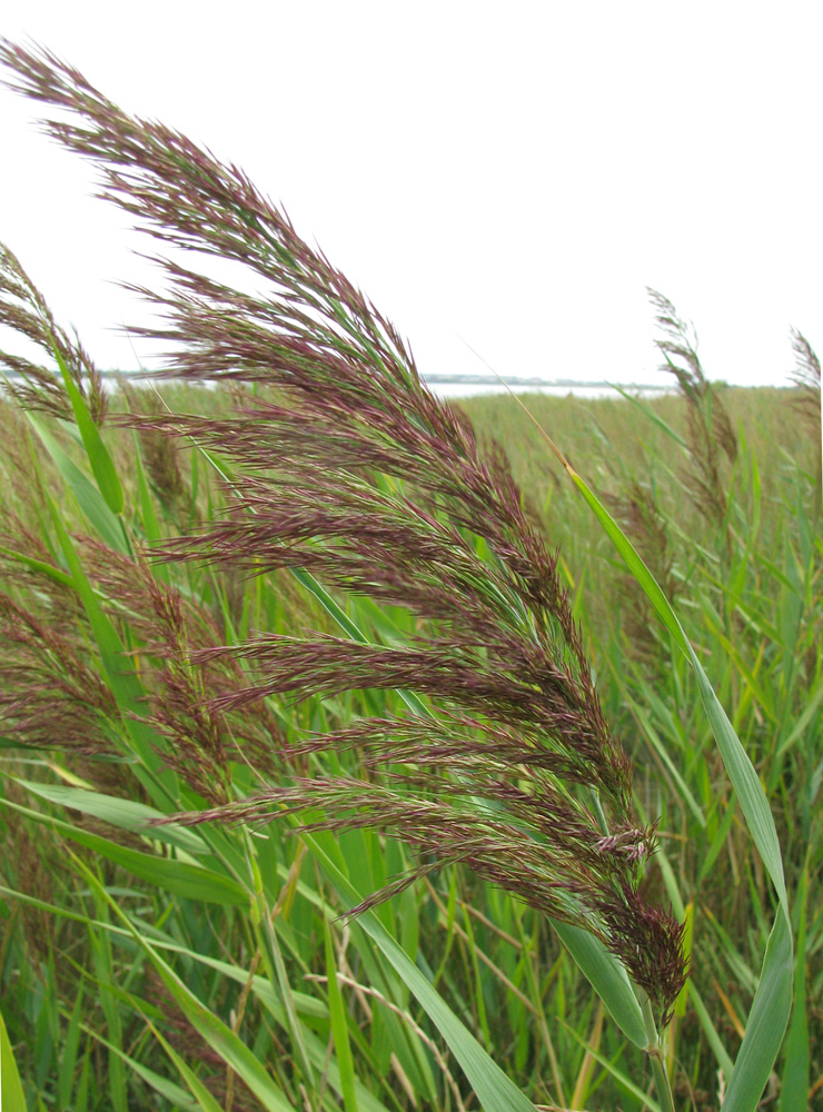 Изображение особи Phragmites australis.