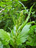 Rumex obtusifolius